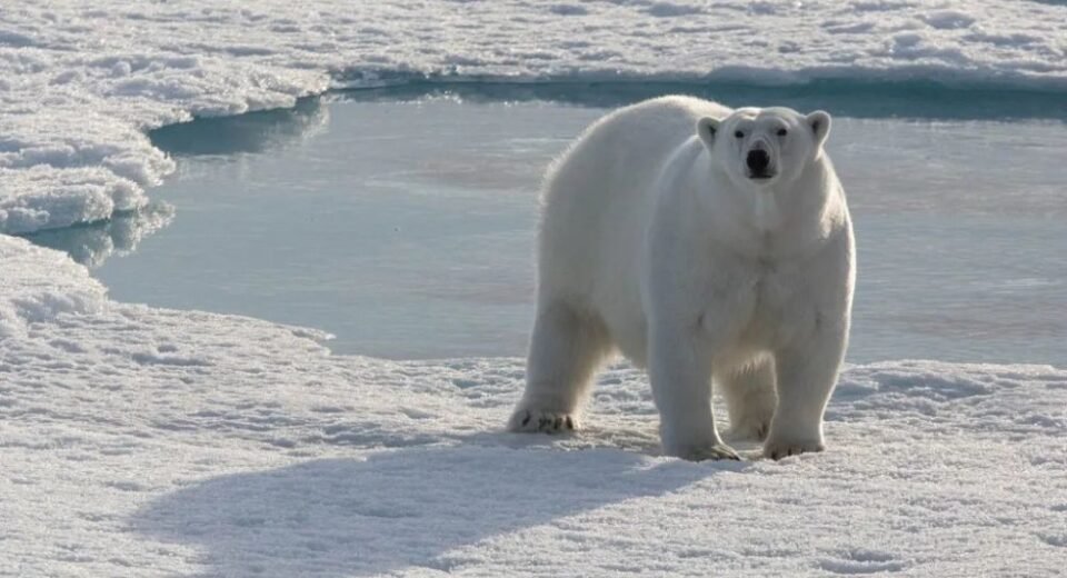 Svalbard Adalarında Yapılacak En Popüler 15 Aktivite