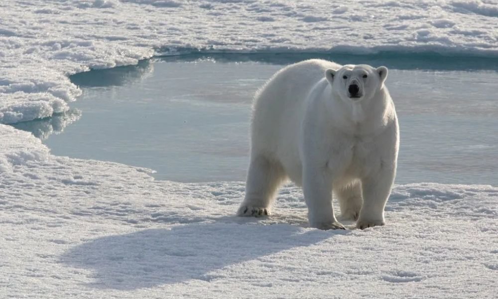 Svalbard Adalarında Yapılacak En Popüler 15 Aktivite