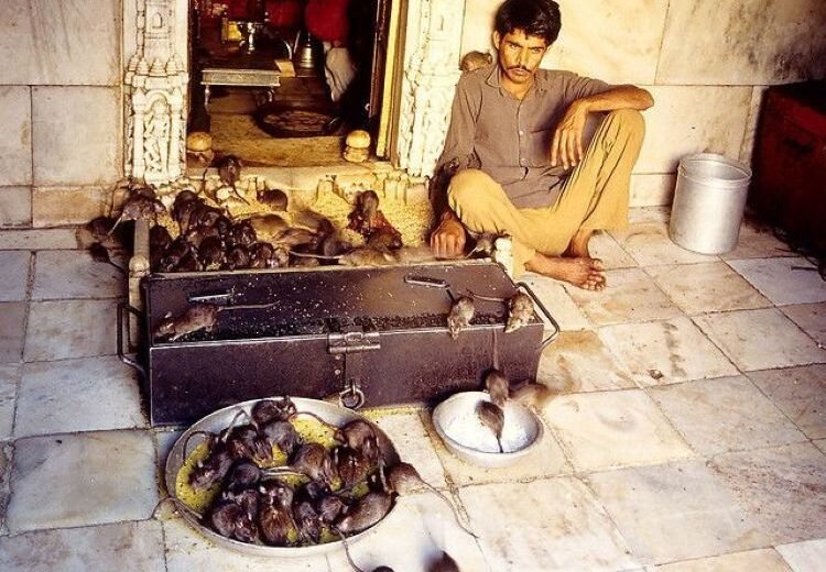 Karni Mata: Farelerin Kutsal Sayıldığı Tapınak