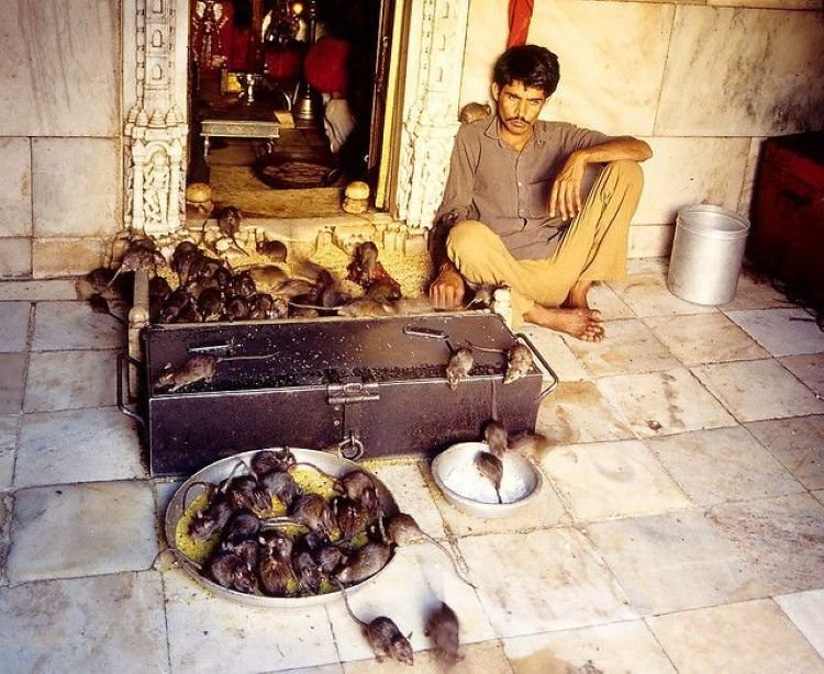 Karni Mata: Farelerin Kutsal Sayıldığı Tapınak