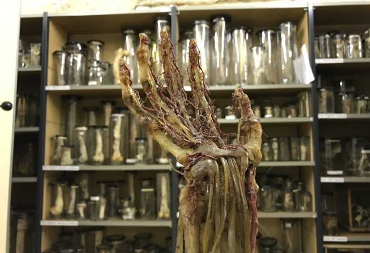 Tıp Tarihini Keşfeden En İlginç 10 Müze