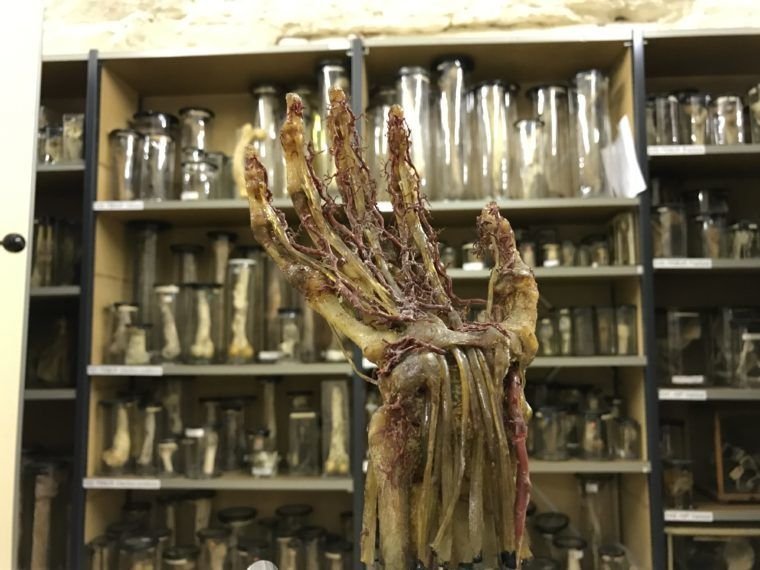 Tıp Tarihini Keşfeden En İlginç 10 Müze