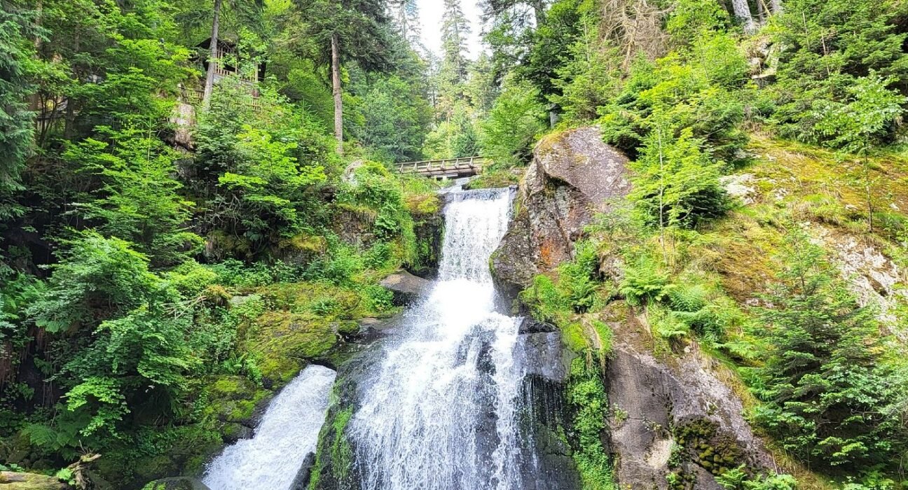 Fantastik Diyarlardan Fırlamış Gibi Görünen Avrupa'daki 8 Büyüleyici Orman