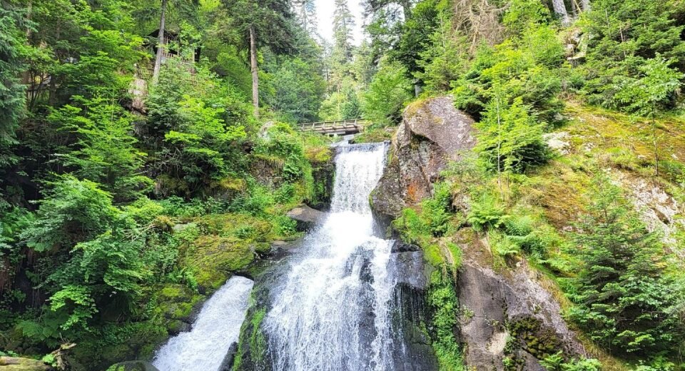Fantastik Diyarlardan Fırlamış Gibi Görünen Avrupa'daki 8 Büyüleyici Orman