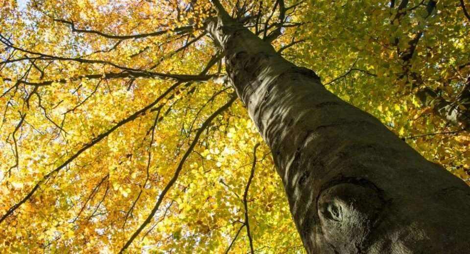 Atatürk Arboretumu Nerede, Nasıl Ulaşılır ve Giriş Ücreti Ne Kadar?