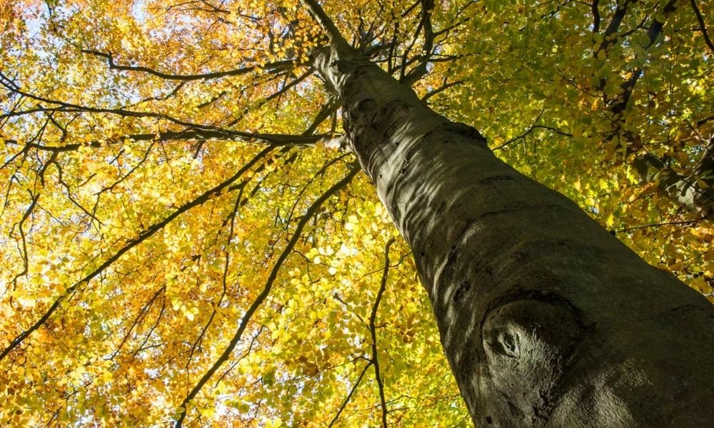 Atatürk Arboretumu Nerede, Nasıl Ulaşılır ve Giriş Ücreti Ne Kadar?