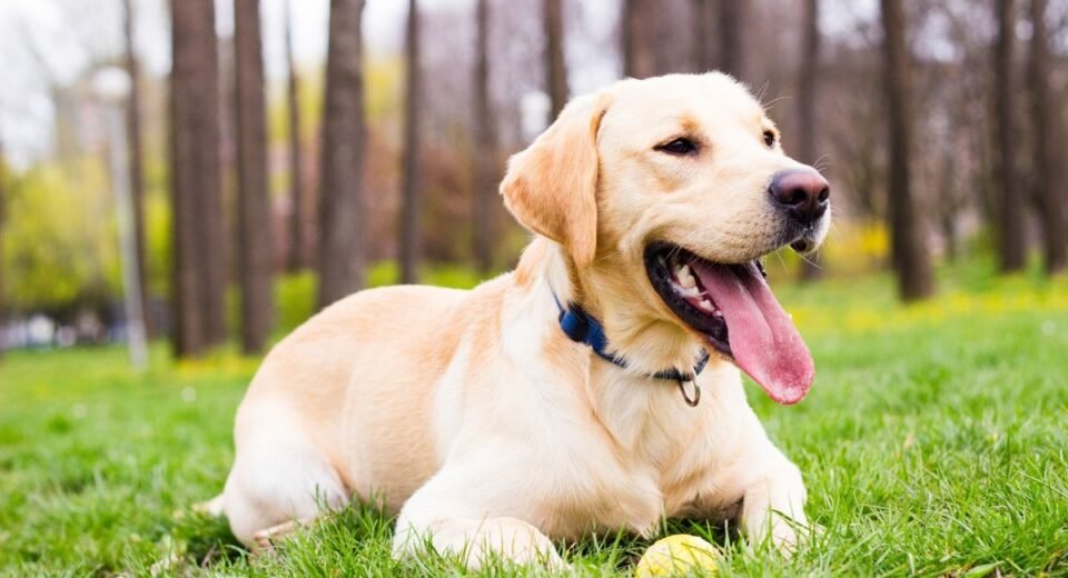 Köpekle Seyahat: Yolculuk Tutkunu 7 Köpek Irkı