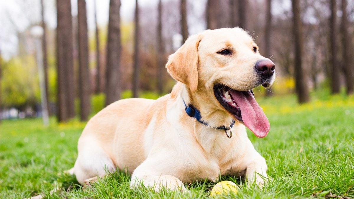 Köpekle Seyahat: Yolculuk Tutkunu 7 Köpek Irkı